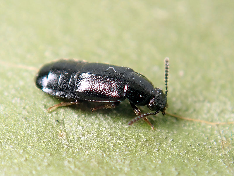 Staphylinidae da identificare